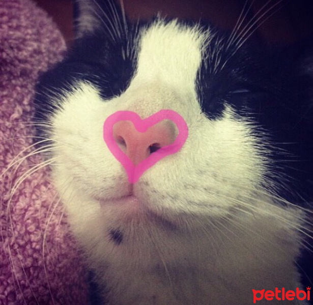 Tuxedo (Smokin) Kedi, Kedi  PANDA fotoğrafı