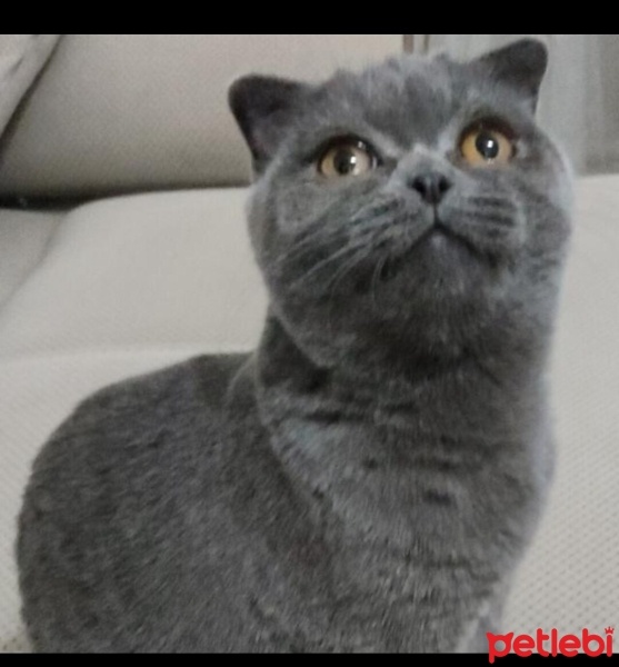 Scottish Fold, Kedi  Bulut fotoğrafı