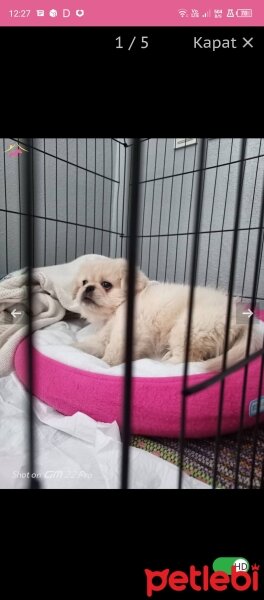 Pekingese, Köpek  Tarçın fotoğrafı