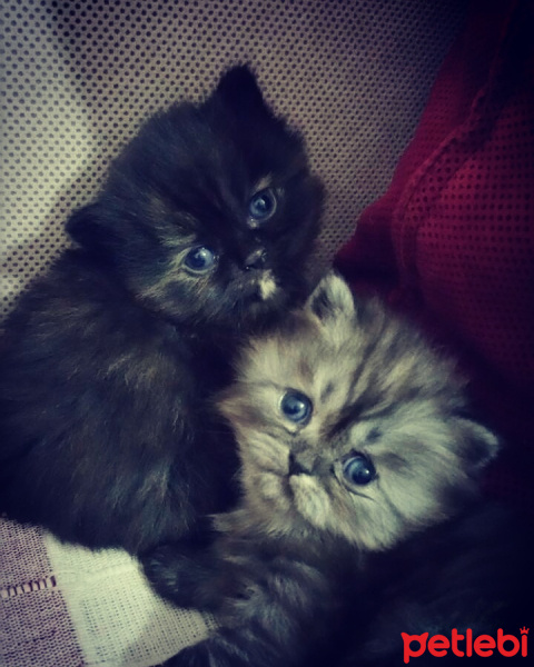 İran Kedisi (Persian), Kedi  Tarçın  fotoğrafı