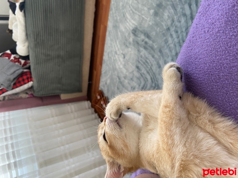 British Shorthair, Kedi  Mia fotoğrafı