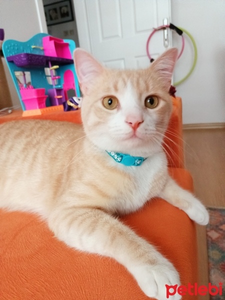 Tekir Kedi, Kedi  Minnoş fotoğrafı