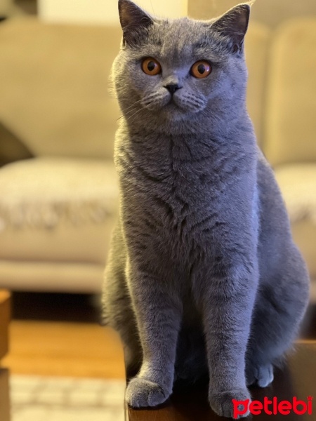 British Shorthair, Kedi  MIA fotoğrafı