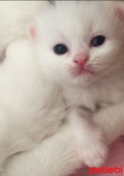 İran Kedisi (Persian), Kedi  liya fotoğrafı