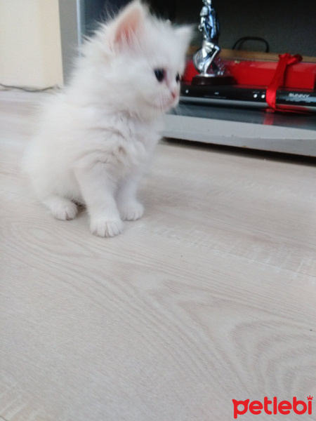İran Kedisi (Persian), Kedi  liya fotoğrafı