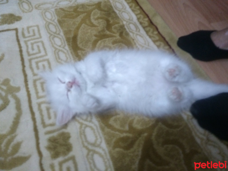 İran Kedisi (Persian), Kedi  liya fotoğrafı