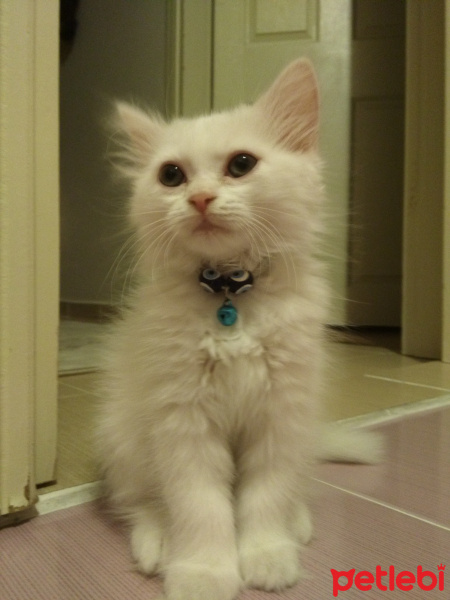 İran Kedisi (Persian), Kedi  liya fotoğrafı