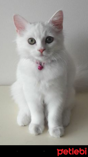 İran Kedisi (Persian), Kedi  liya fotoğrafı