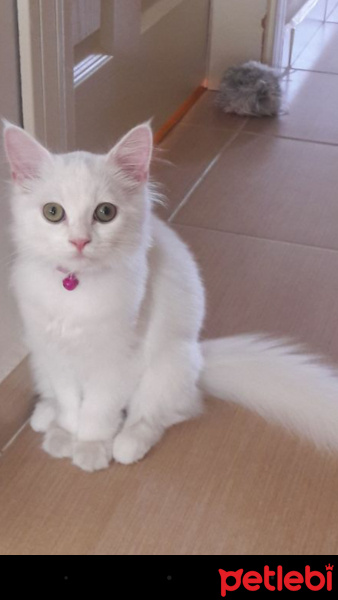 İran Kedisi (Persian), Kedi  liya fotoğrafı