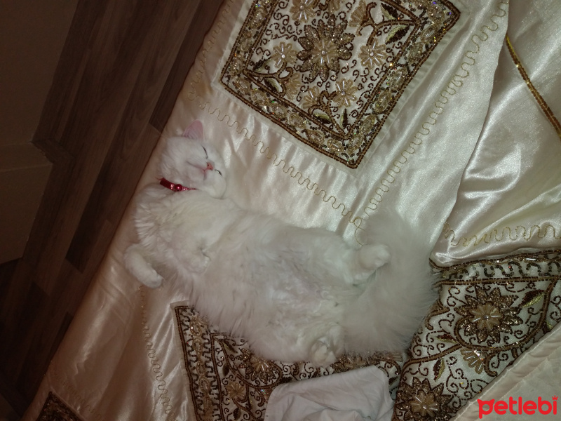 İran Kedisi (Persian), Kedi  liya fotoğrafı