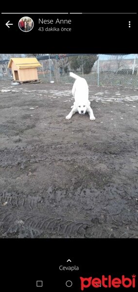 Akbaş, Köpek  Bubu fotoğrafı