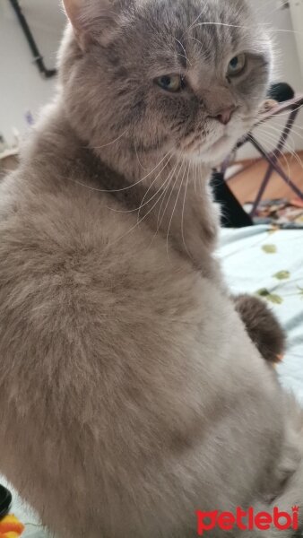 British Longhair, Kedi  Rio fotoğrafı