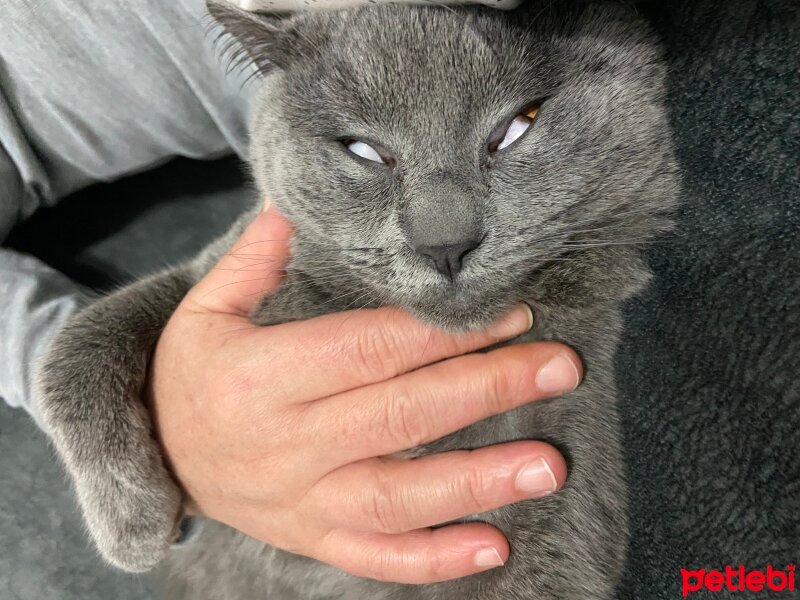 British Shorthair, Kedi  Venüs fotoğrafı