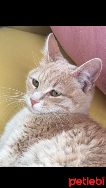 European Shorthair, Kedi  Molly fotoğrafı