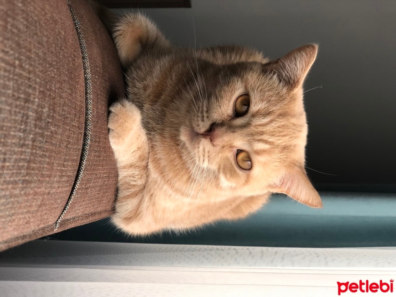 British Shorthair, Kedi  Tarçın fotoğrafı