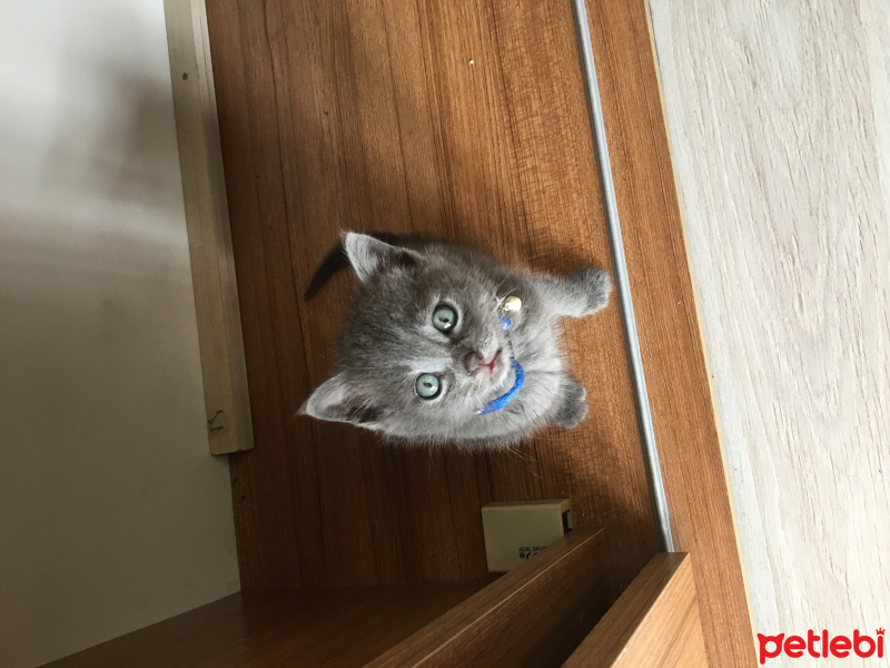 British Shorthair, Kedi  Gofret fotoğrafı