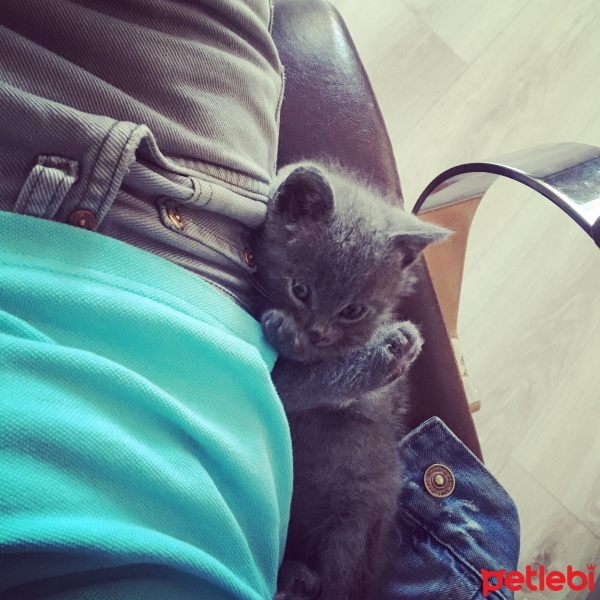 British Shorthair, Kedi  Gofret fotoğrafı