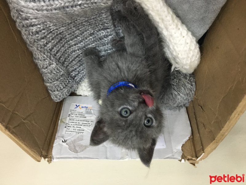 British Shorthair, Kedi  Gofret fotoğrafı