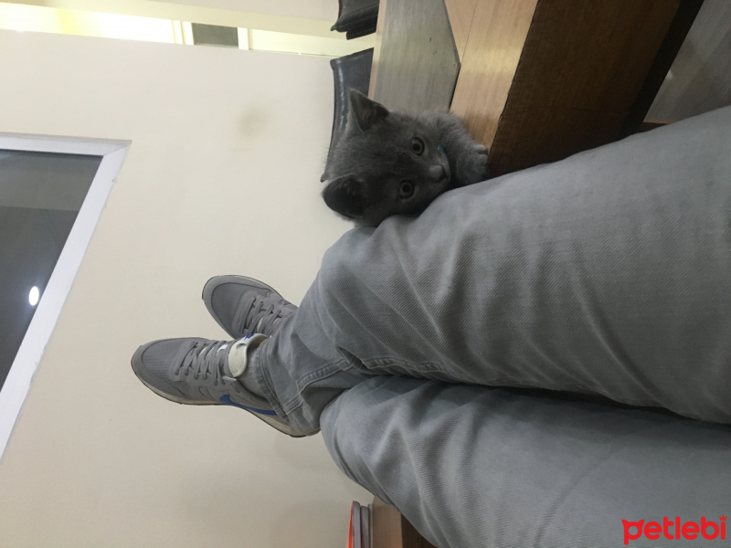 British Shorthair, Kedi  Gofret fotoğrafı