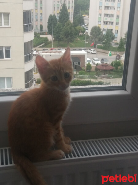 Tekir Kedi, Kedi  Rifki fotoğrafı