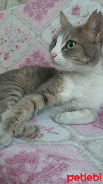Tekir Kedi, Kedi  Şanslı fotoğrafı