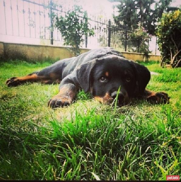 Rottweiler, Köpek  Paşa fotoğrafı