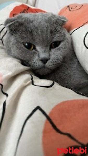 Scottish Fold, Kedi  Lokum fotoğrafı