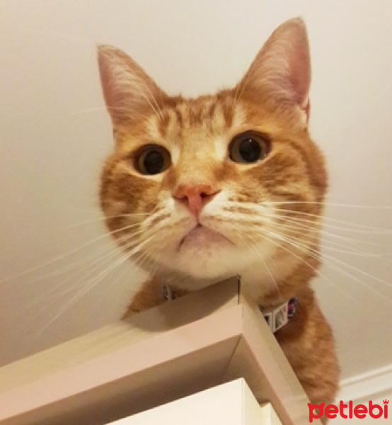 Sarman, Kedi  Dali fotoğrafı