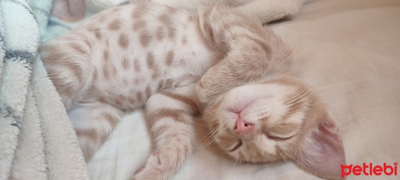 Tekir Kedi, Kedi  Pati fotoğrafı