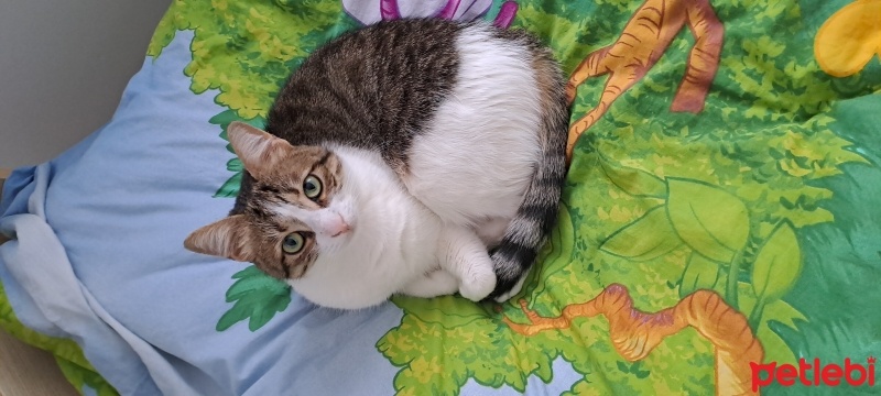 Tekir Kedi, Kedi  Sütlaç fotoğrafı
