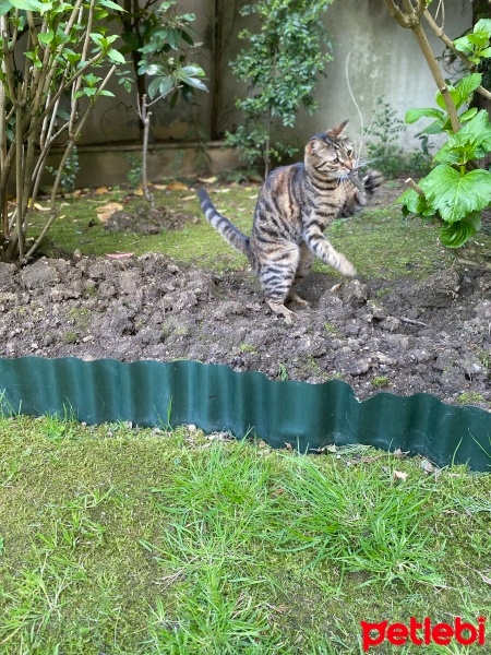 Tekir Kedi, Kedi  Şaşkın fotoğrafı