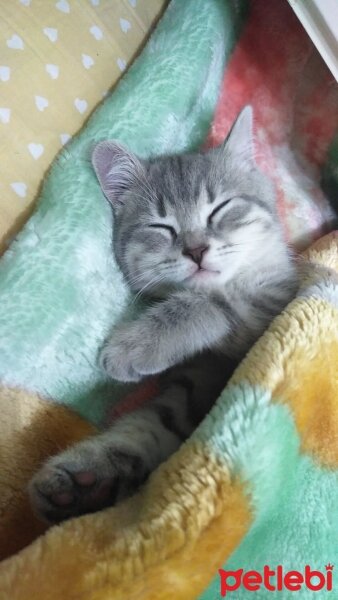 British Shorthair, Kedi  Duman fotoğrafı