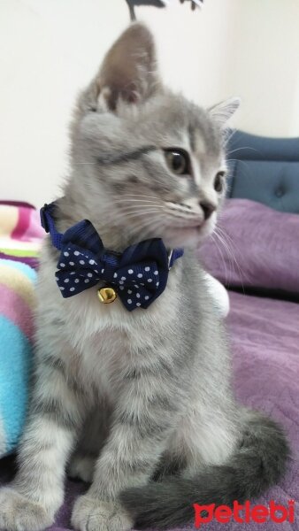 British Shorthair, Kedi  Duman fotoğrafı