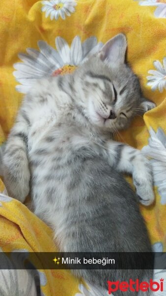 British Shorthair, Kedi  Duman fotoğrafı