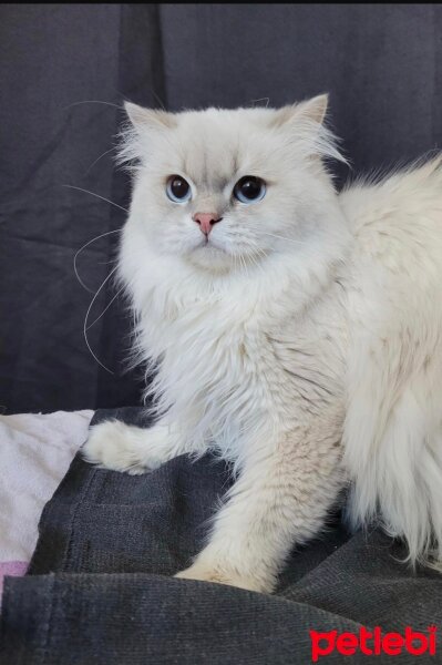 British Longhair, Kedi  Kayra fotoğrafı