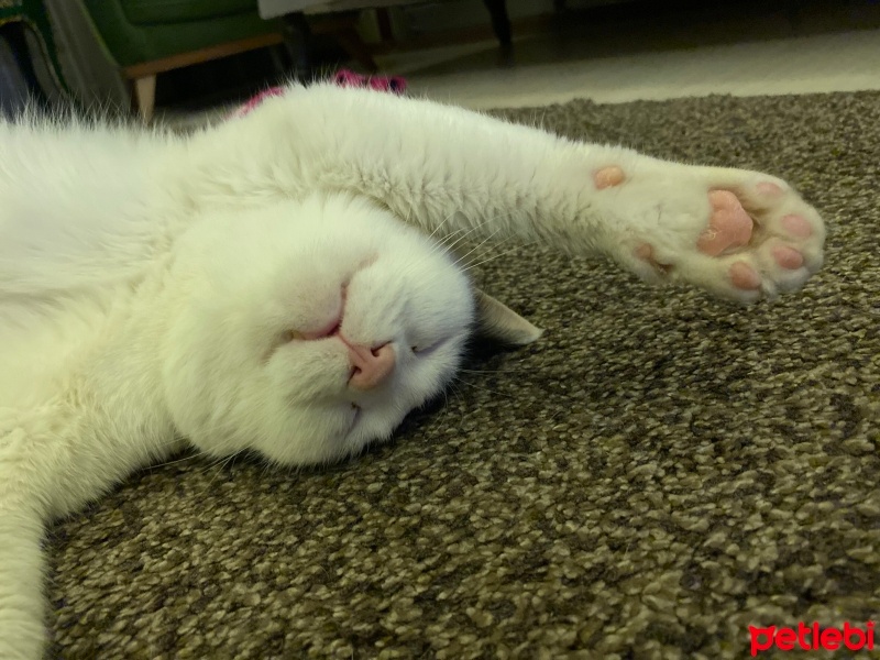 Tekir Kedi, Kedi  Pamuk fotoğrafı