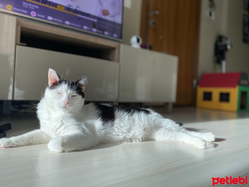 Tekir Kedi, Kedi  Pamuk fotoğrafı