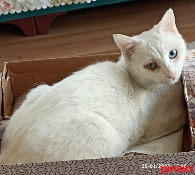 Ankara Kedisi, Kedi  Pamuk fotoğrafı