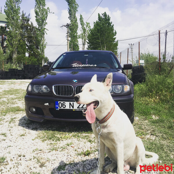 Dogo Arjantin, Köpek  Joker fotoğrafı