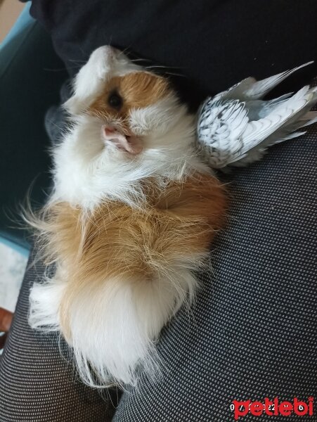 Guinea Pig, Kemirgen  Rıfkı fotoğrafı