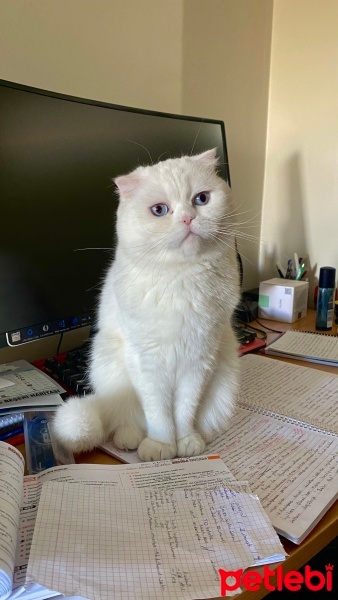 Scottish Fold, Kedi  Paşa fotoğrafı