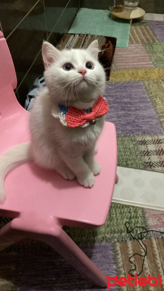 British Longhair, Kedi  Mia fotoğrafı