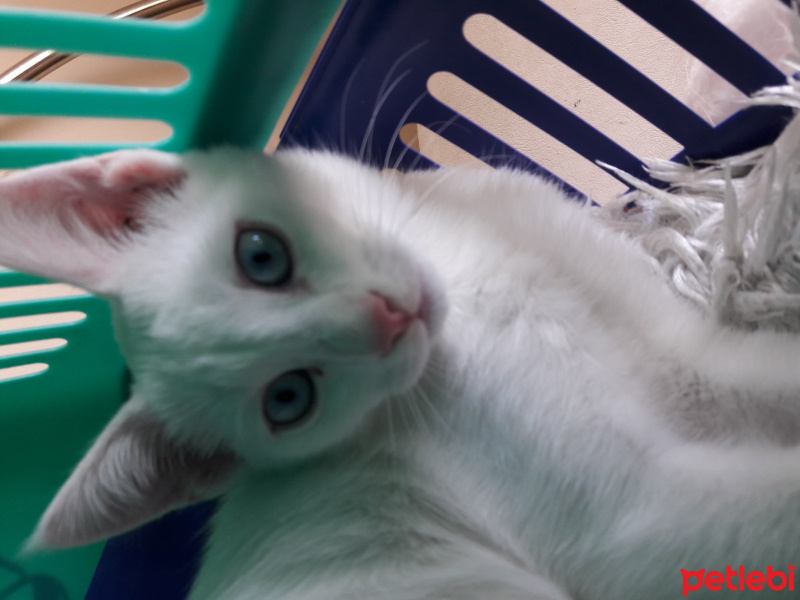 Van Kedisi, Kedi  Sütlü fotoğrafı