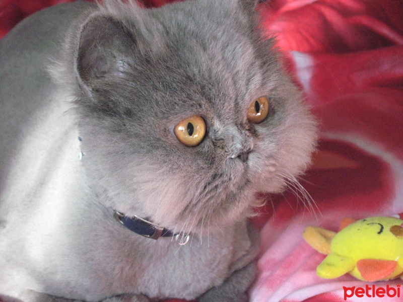 İran Kedisi (Persian), Kedi  Duman fotoğrafı