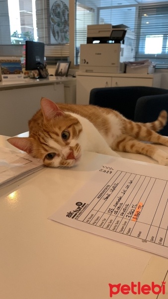 Sarman, Kedi  Gumball fotoğrafı