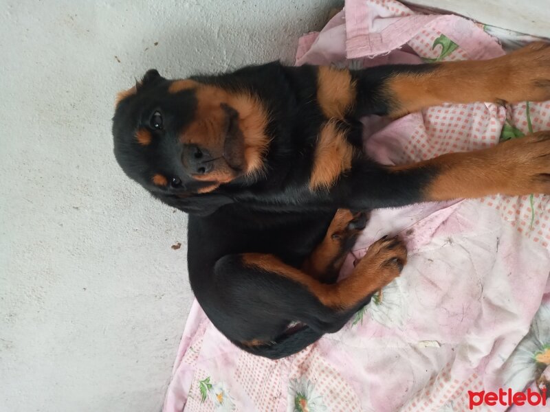 Rottweiler, Köpek  Şila fotoğrafı