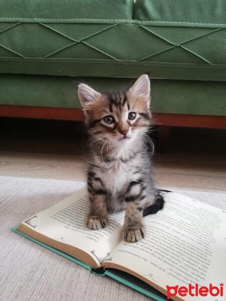 Tekir Kedi, Kedi  Laura fotoğrafı