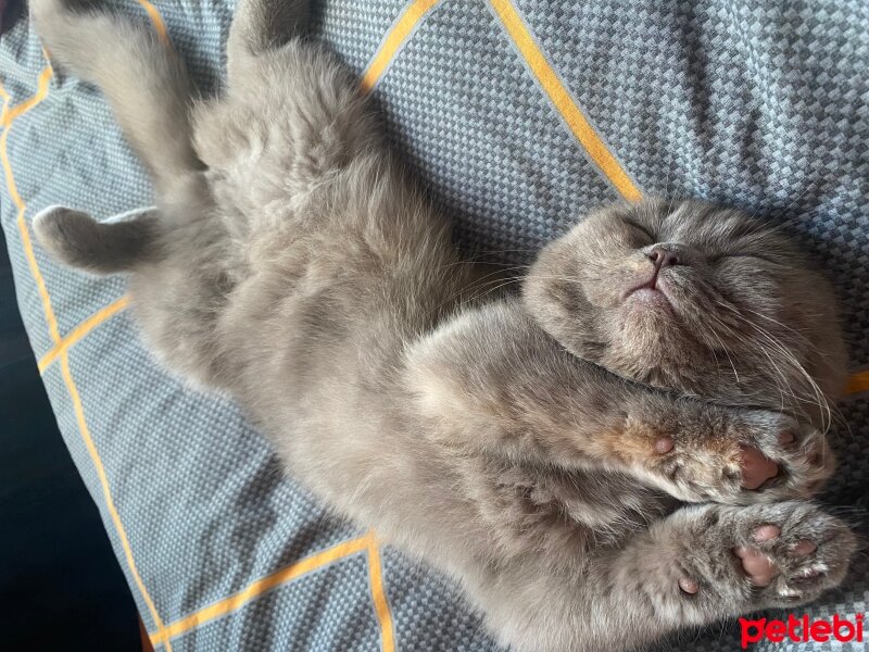 British Shorthair, Kedi  Lucy fotoğrafı