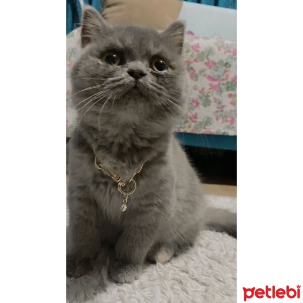 British Shorthair, Kedi  Lucy fotoğrafı