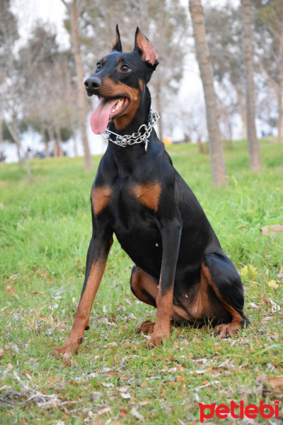 Doberman Pinscher, Köpek  ewA fotoğrafı
